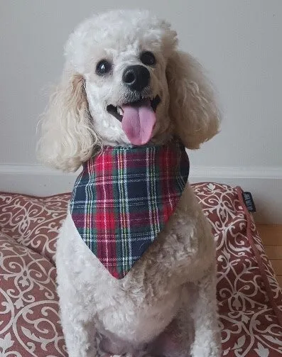 Festive Dog Bandanas